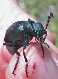 Oil Beetles